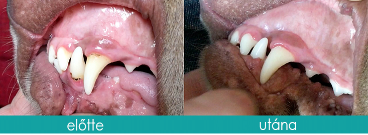 Emmi-pet ultrahangos kutya fogkefe használata előtt és után - jópatikus